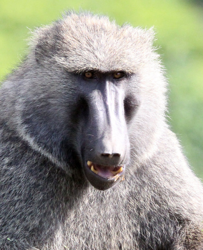 PRIMATE - BABOON - OLIVE BABOON - GREY FORM - NYUNGWE NATIONAL PARK RWANDA (200).JPG