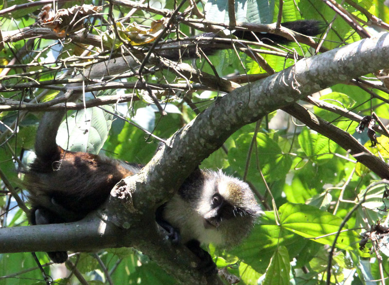 PRIMATE - CERCOPITHECUS DENTI - DENTS MONA MONKEY - NYUNGWE NATIONAL PARK RWANDA (408).JPG