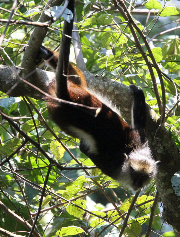 PRIMATE - CERCOPITHECUS DENTI - DENTS MONA MONKEY - NYUNGWE NATIONAL PARK RWANDA (413).JPG