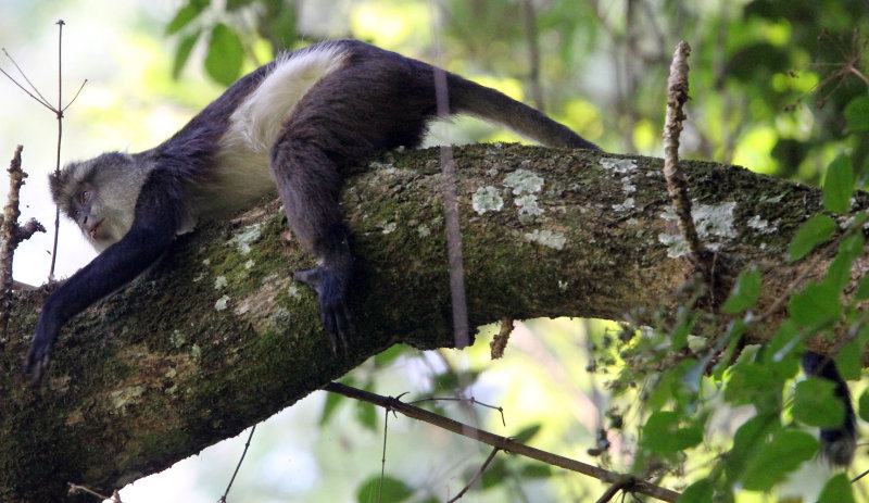 PRIMATE - CERCOPITHECUS DENTI - DENTS MONA MONKEY - NYUNGWE NATIONAL PARK RWANDA (464).JPG