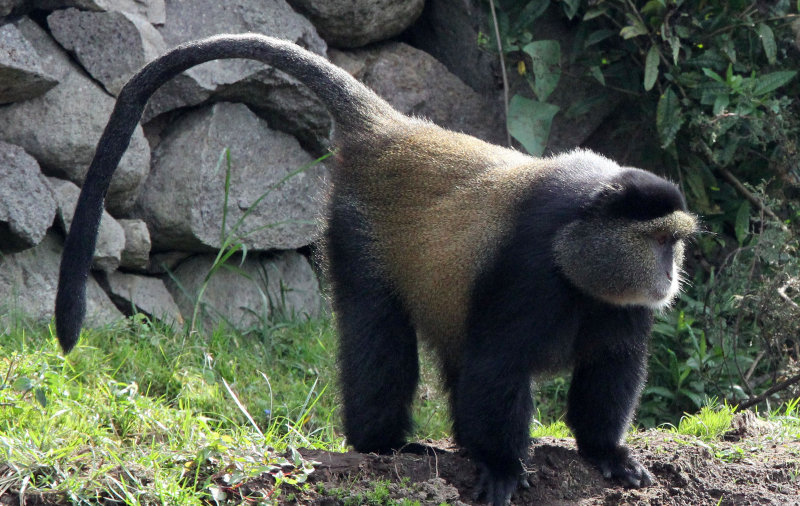 PRIMATE - CERCOPITHECUS KANDTI - GOLDEN MONKEY - PARK DU VULCANS RWANDA (158).JPG