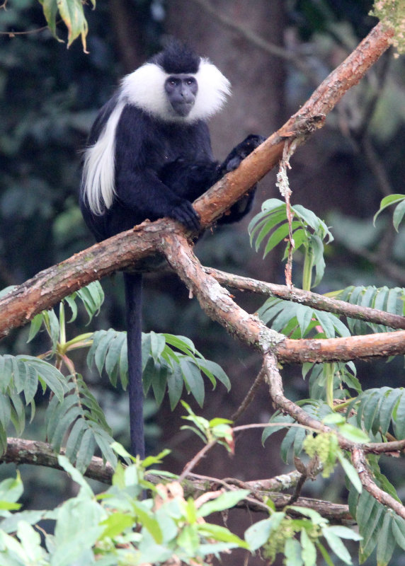 PRIMATE - COLOBUS MONKEY - ANGOLAN COLOBUS MONKEY - NYUNGWE NATIONAL PARK RWANDA (80).JPG