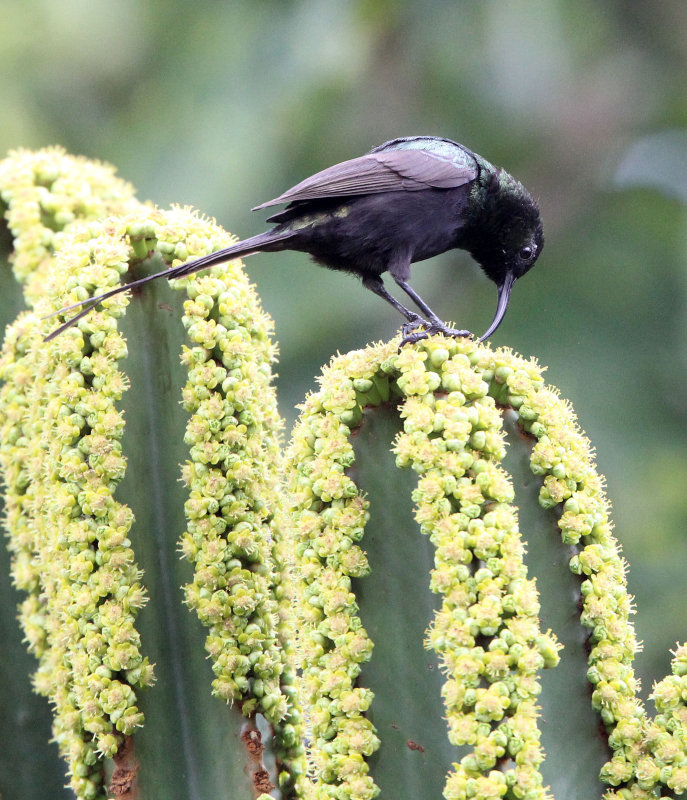 BIRD - SUNBIRD - BRONZE SUNBIRD - NECTARINIA KILIMENSIS - RUHENGERI RWANDA (12).JPG