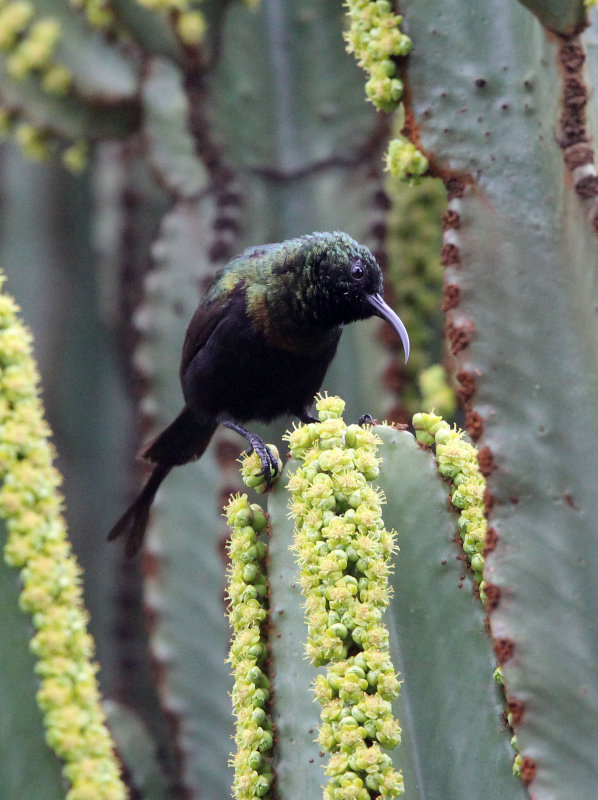 BIRD - SUNBIRD - BRONZE SUNBIRD - NECTARINIA KILIMENSIS - RUHENGERI RWANDA (5).JPG