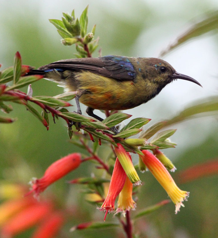 BIRD - SUNBIRD - REGAL SUNBIRD - NYUNGWE NATIONAL PARK RWANDA (411).JPG