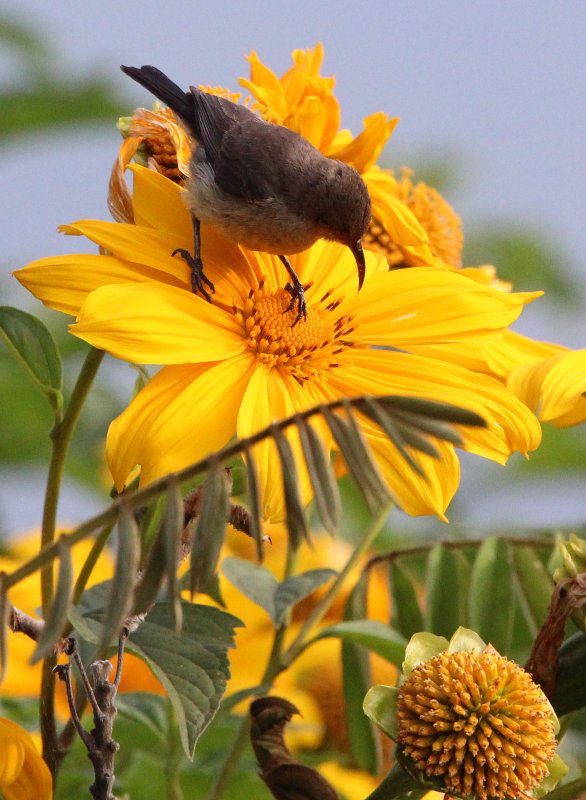 BIRD - SUNBIRD - REGAL SUNBIRD - RUHENGERI SUNBIRD - RUHENGERI RWANDA (2).JPG