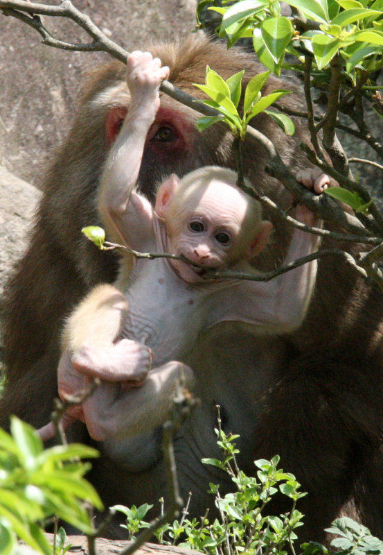 PRIMATE - MACAQUE - HUANGSHAN TIBETAN MACAQUE - MONKEY VALLEY - FUXI VILLAGE NEAR HUANGSHAN CHINA (80).JPG