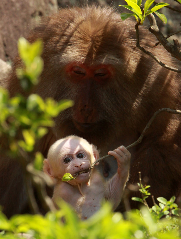 PRIMATE - MACAQUE - HUANGSHAN TIBETAN MACAQUE - MONKEY VALLEY - FUXI VILLAGE NEAR HUANGSHAN CHINA - MY SHOTS (84).JPG