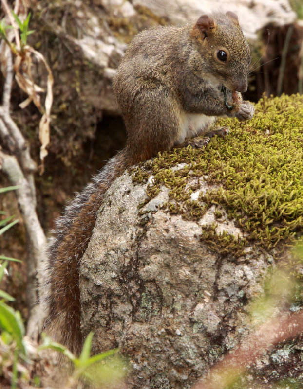RODENT - SQUIRREL - PERNYS LONG-NOSED SQUIRREL - HUANGSHAN NATIONAL PARK - ANHUI PROVINCE CHINA (7).JPG
