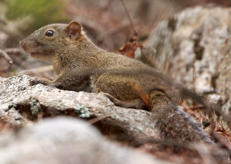 RODENT - SQUIRREL - RED-HIPPED SQUIRREL - HUANGSHAN NATIONAL PARK - ANHUI PROVINCE CHINA (7).JPG