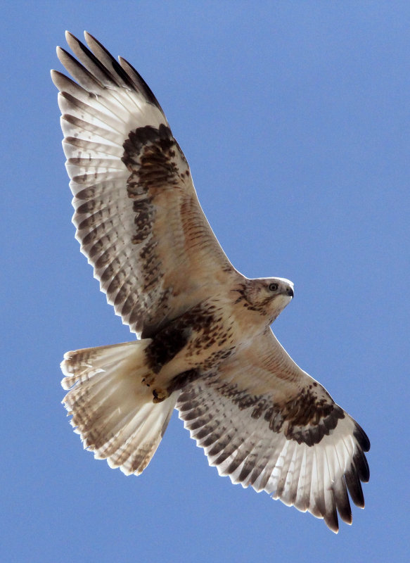 BIRD - BUZZARD - UPLAND BUZZARD - BUTEO HEMILASIUS -  KU HAI LAKE QINGHAI CHINA (6).JPG