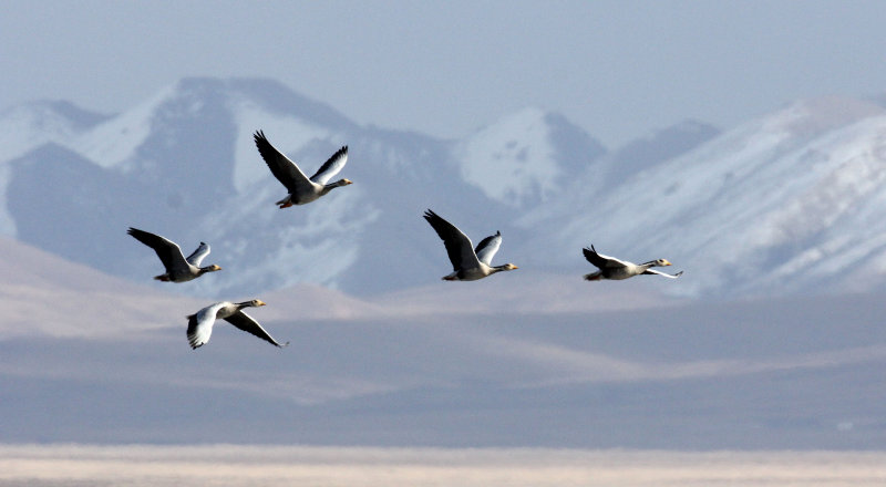 BIRD - GOOSE - BAR-HEADED GOOSE - DONG GEI CUO NA LAKE QINGHAI CHINA (12).JPG