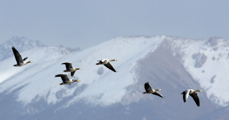 BIRD - GOOSE - BAR-HEADED GOOSE - DONG GEI CUO NA LAKE QINGHAI CHINA (17).JPG