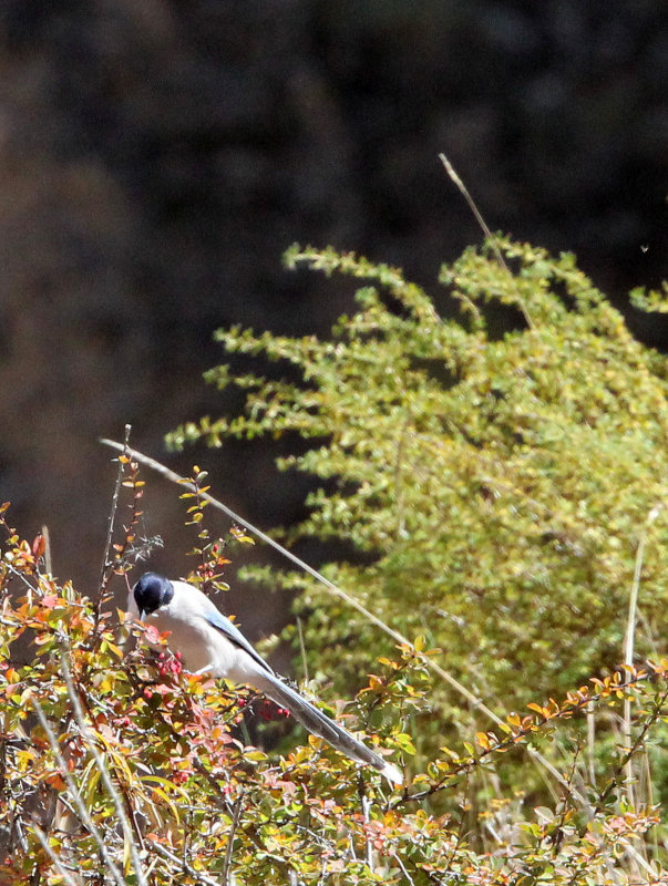 BIRD - MAGPIE - AZURE-WINGED MAGPIE - FOOTHILLS NEAR XINGHAI CHINA (1).JPG