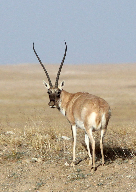 BOVID - TIBETAN ANTELOPE -  KEKEXILI NATIONAL RESERVE - QINGHAI PROVINCE - CORE AREA (169).JPG