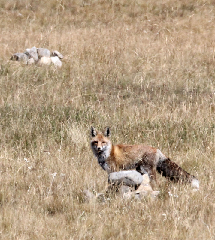 CANID - FOX - TIBETAN RED FOX QINGHAI LAKE QINGHAI CHINA (11).JPG