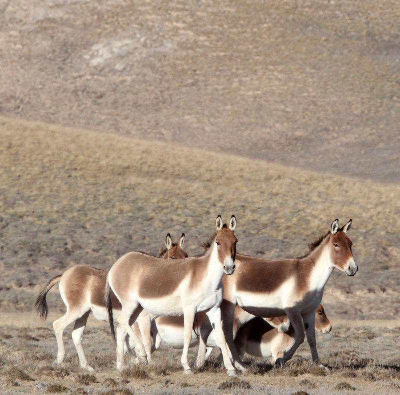 EQUID - KIANG - DONG GEI CUO NA LAKE QINGHAI CHINA (47).JPG