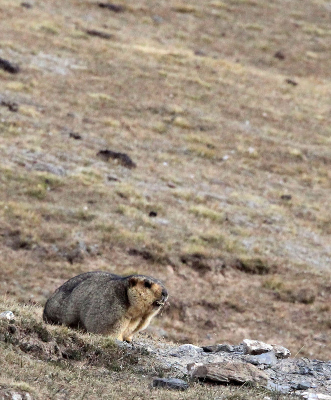 RODENT - MARMOT - HIMALAYAN MARMOT - JIANG LU LING PASS - QINGHAI CHINA (15).JPG