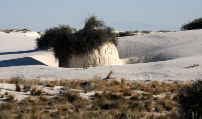 WHITE SANDS NATIONAL MONUMENT - GYPSUM PLANT SAND (2).JPG