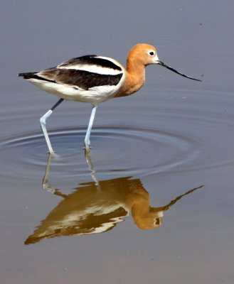 BIRD - AVOCET - AMERICAN AVOCET - ALAMOGORDO NEW MEXICO - WETLANDS DUE SOUTH (12).JPG