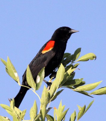 BIRD - BLACKBIRD - RED-WINGED BLACKBIRD - ELEPHANT BUTTE STATE PARK NEW MEXICO (2).JPG