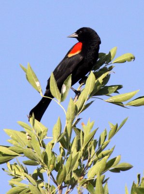 BIRD - BLACKBIRD - RED-WINGED BLACKBIRD - ELEPHANT BUTTE STATE PARK NEW MEXICO (7).JPG