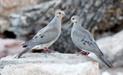 BIRD - DOVE - MOURNING DOVE - FRANKLIN MOUNTAIN STATE PARK TEXAS - TOM MAYS UNIT (3).JPG