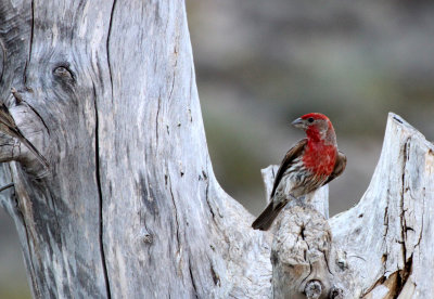 BIRD - FINCH - HOUSE FINCH - FRANKLIN MOUNTAIN STATE PARK TEXAS - TOM MAYS UNIT (10).JPG