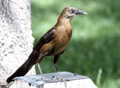 BIRD - GRACKLE - GREAT-TAILED GRACKLE - FEMALE - LAS CRUCES NEW MEXICO - NMSU CAMPUS (3).JPG