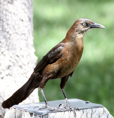 BIRD - GRACKLE - GREAT-TAILED GRACKLE - FEMALE - LAS CRUCES NEW MEXICO - NMSU CAMPUS (4).JPG