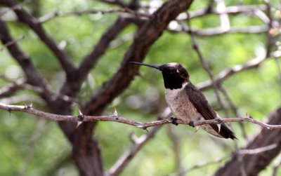 BIRD - HUMMINGBIRD - BLACK-CHINNED HUMMINGBIRD - DRIPPING SPRING NEW MEXICO (3).JPG