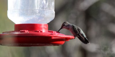 BIRD - HUMMINGBIRD - BLACK-CHINNED IMMATURE - FRANKLIN MOUNTAINS STATE PARK TEXAS (4).JPG