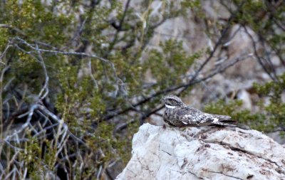 BIRD - NIGHTJAR - COMMON NIGHTHAWK - A MOUNTAIN LAS CRUCES NEW MEXICO (2).JPG