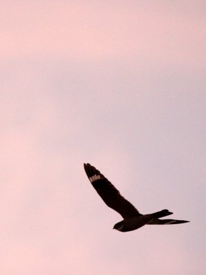 BIRD - NIGHTJAR - COMMON NIGHTHAWK - TRUTH OR CONSEQUENCES NEW MEXICO (5).JPG