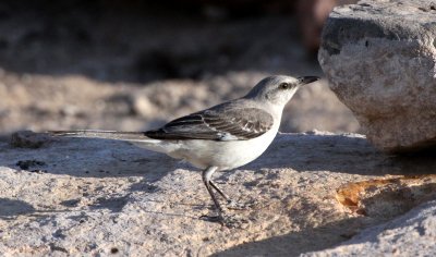 BIRD - NORTHERN MOCKING BIRD - FRANKLIN MOUNTAIN STATE PARK TEXAS - TOM MAYS UNIT (6).JPG