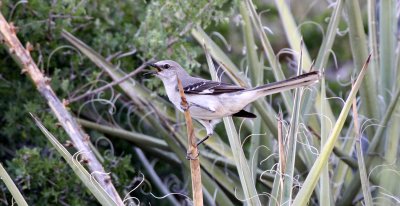 BIRD - NORTHERN MOCKING BIRD - FRANKLIN MOUNTAIN STATE PARK TEXAS - TOM MAYS UNIT (7).JPG