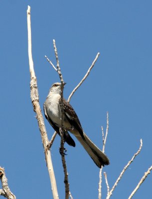 BIRD - NORTHERN MOCKING BIRD - WHITE SANDS NATIONAL MONUMENT NEW MEXICO (2).JPG