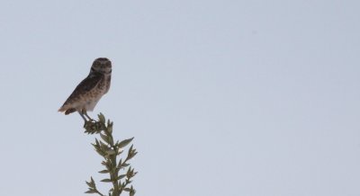 BIRD - OWL - BURROWING OWL - WHITE SANDS NATIONAL MONUMENT NEW MEXICO (3).JPG