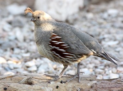 BIRD - QUAIL - GAMBEL'S QUAIL - FRANKLIN MOUNTAINS STATE PARK TEXAS (12).JPG