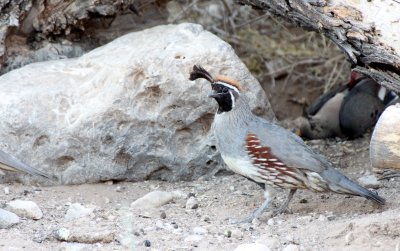 BIRD - QUAIL - GAMBEL'S QUAIL - FRANKLIN MOUNTAINS STATE PARK TEXAS (5).JPG