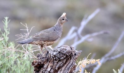 BIRD - QUAIL - SCALED QUAIL - FRANKLIN MOUNTAINS STATE PARK TEXAS - TOM MAYS UNIT (3).JPG