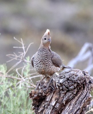 BIRD - QUAIL - SCALED QUAIL - FRANKLIN MOUNTAINS STATE PARK TEXAS - TOM MAYS UNIT (6).JPG