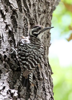 BIRD - WOODPECKER - LADDERBACK WOODPECKER - LAS CRUCES NEW MEXICO - NMSU CAMPUS (3).JPG