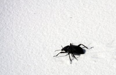 INSECTA - TENEBRIONIDAE - BOMBADIER BEETLE - WHITE SANDS NATIONAL MONUMENT.JPG