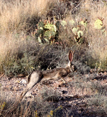 LAGOMORPH - RABBIT - BLACK-TAILED JACK RABBIT - A MOUNTAIN LAS CRUCES NEW MEXICO (3).JPG