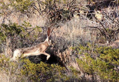 LAGOMORPH - RABBIT - BLACK-TAILED JACK RABBIT - A MOUNTAIN LAS CRUCES NEW MEXICO (5).JPG