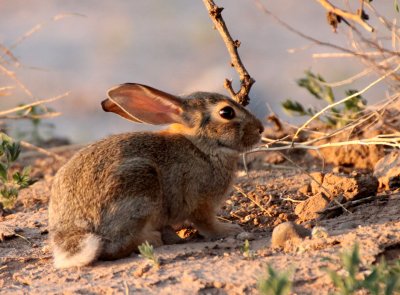 LAGOMORPH - RABBIT - DESERT COTTONTAIL RABBIT - TRUTH OR CONSEQUENCES NEW MEXICO (8).JPG