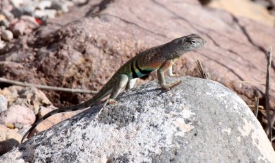 REPTILE - LIZARD - COPHOSAURUS TEXANUS - GREATER EARLESS LIZARD - DRIPPING SPRING NEW MEXICO (10).JPG