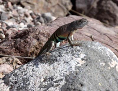 REPTILE - LIZARD - COPHOSAURUS TEXANUS - GREATER EARLESS LIZARD - DRIPPING SPRING NEW MEXICO (7).JPG