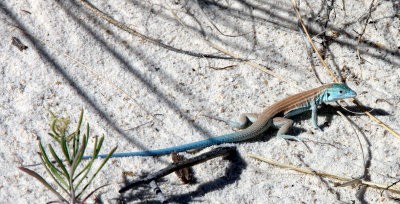 REPTILE - LIZARD - Cnemidophorus neomexicanus - NEW MEXICO WHIPTAIL - WHITE SANDS NATIONAL MONUMENT NEW MEXICO (2).JPG